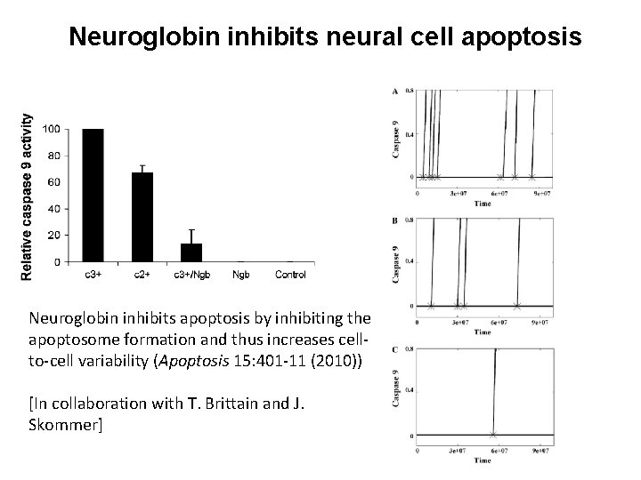 Neuroglobin inhibits neural cell apoptosis Neuroglobin inhibits apoptosis by inhibiting the apoptosome formation and