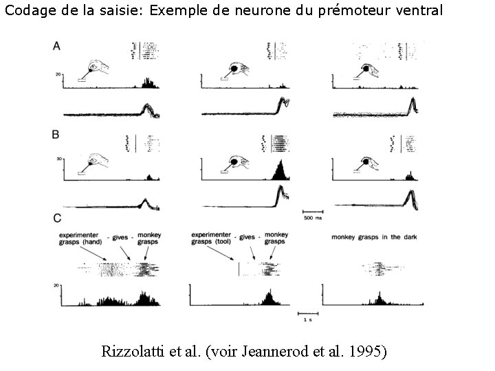 Codage de la saisie: Exemple de neurone du prémoteur ventral Rizzolatti et al. (voir