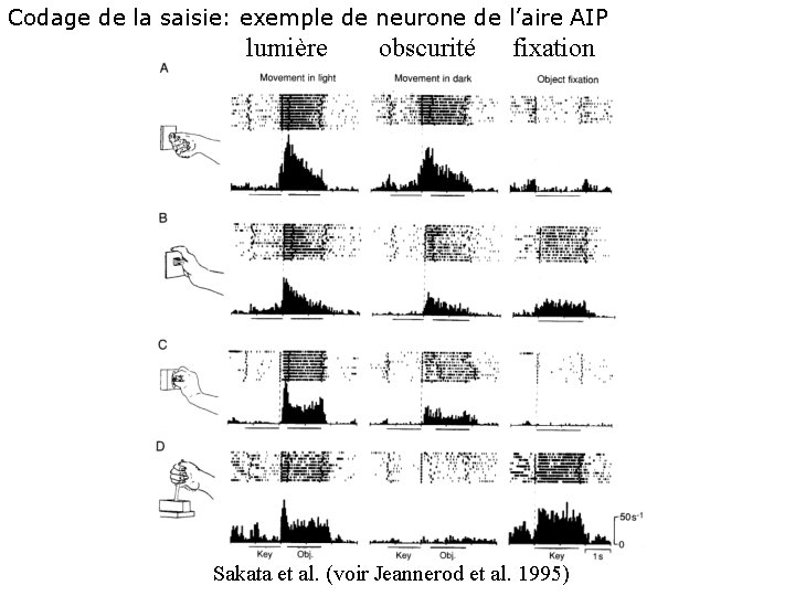 Codage de la saisie: exemple de neurone de l’aire AIP lumière obscurité fixation Sakata