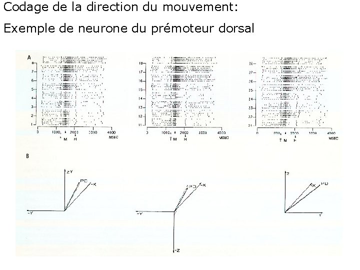 Codage de la direction du mouvement: Exemple de neurone du prémoteur dorsal 