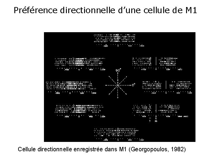 Préférence directionnelle d’une cellule de M 1 Cellule directionnelle enregistrée dans M 1 (Georgopoulos,