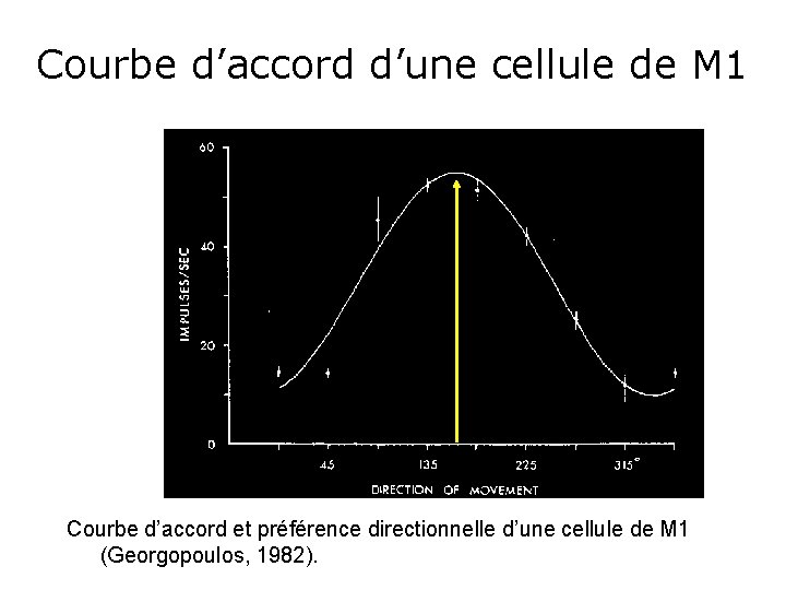 Courbe d’accord d’une cellule de M 1 Courbe d’accord et préférence directionnelle d’une cellule