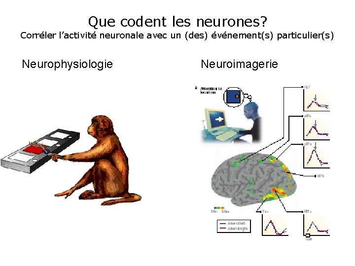 Que codent les neurones? Corréler l’activité neuronale avec un (des) événement(s) particulier(s) Neurophysiologie Neuroimagerie