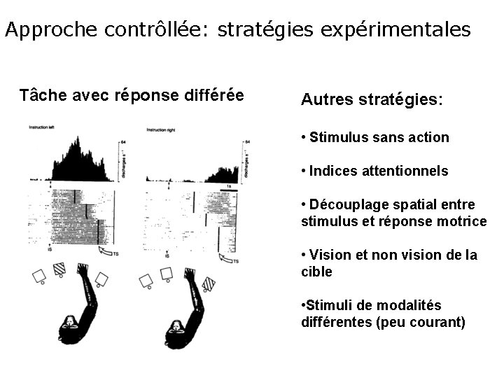 Approche contrôllée: stratégies expérimentales Tâche avec réponse différée Autres stratégies: • Stimulus sans action