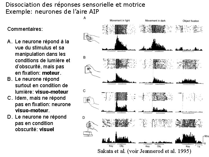 Dissociation des réponses sensorielle et motrice Exemple: neurones de l’aire AIP Commentaires: A. Le