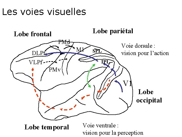 Les voies visuelles Lobe pariétal Lobe frontal PMd M 1 DLPf VLPf SPL Voie