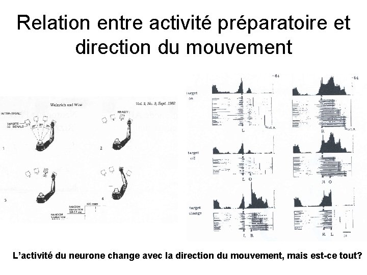 Relation entre activité préparatoire et direction du mouvement L’activité du neurone change avec la