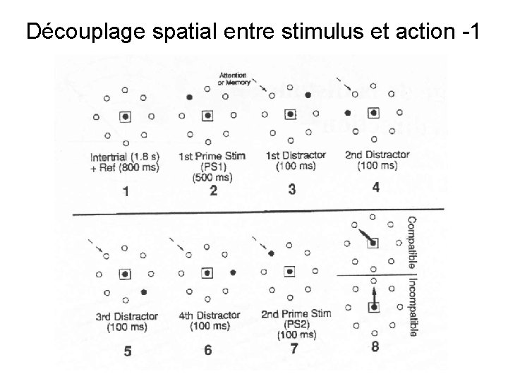 Découplage spatial entre stimulus et action -1 