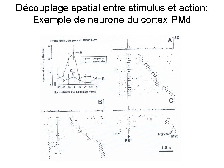 Découplage spatial entre stimulus et action: Exemple de neurone du cortex PMd 