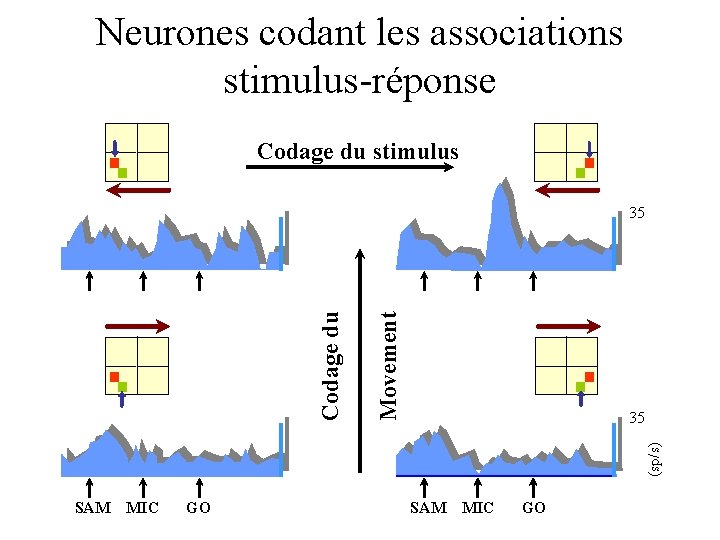 Neurones codant les associations stimulus-réponse Codage du stimulus Movement 35 (sp/s) Codage du 35