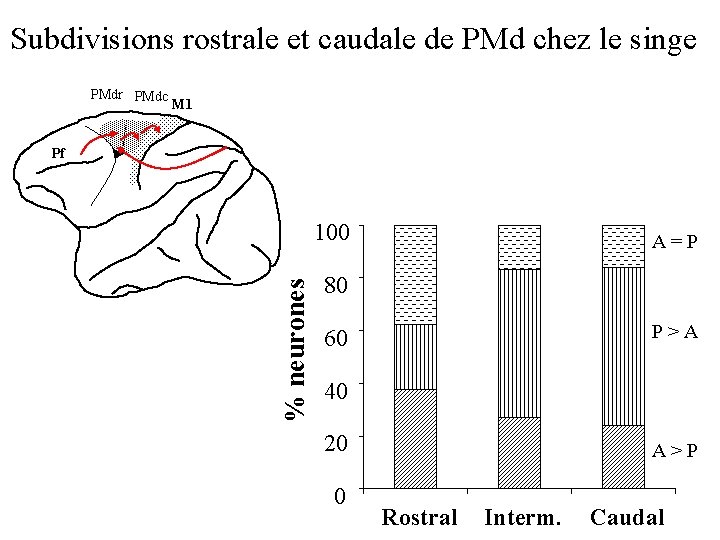 Subdivisions rostrale et caudale de PMd chez le singe PMdr PMdc M 1 Pf