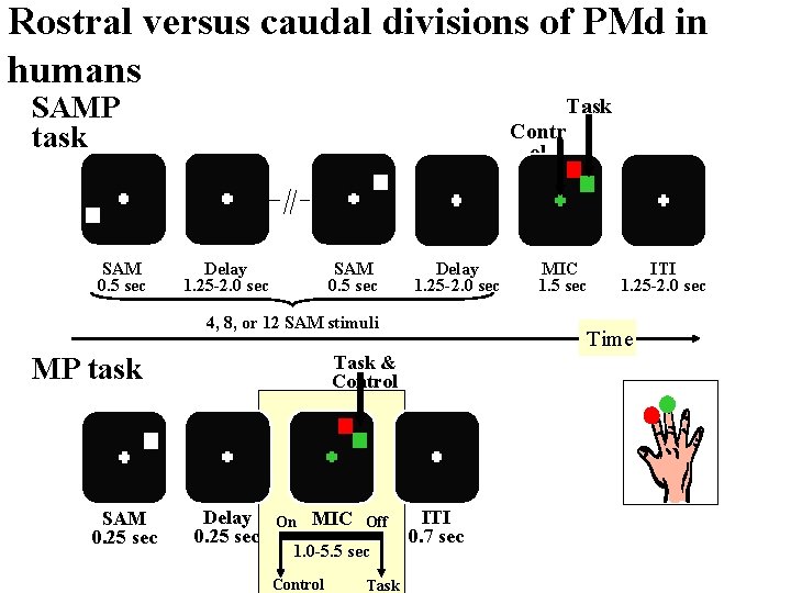 Rostral versus caudal divisions of PMd in humans SAMP task SAM 0. 5 sec