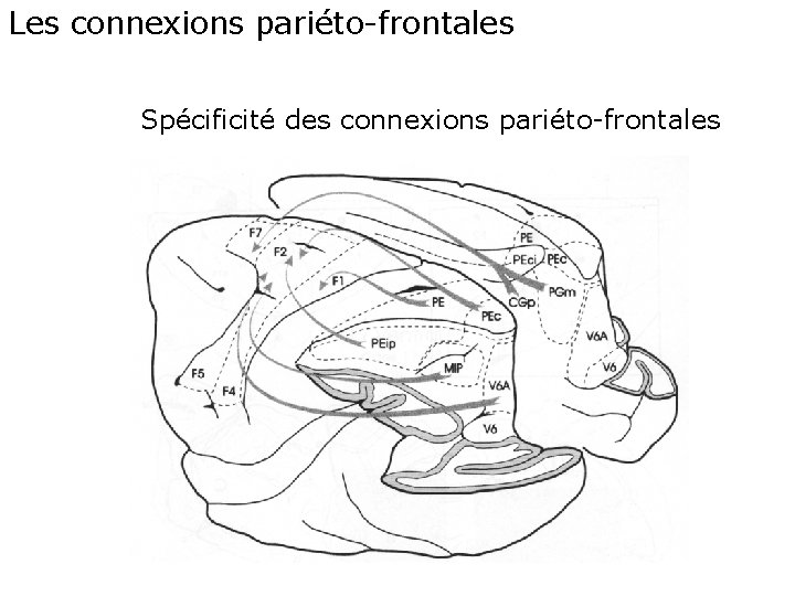 Les connexions pariéto-frontales Spécificité des connexions pariéto-frontales 