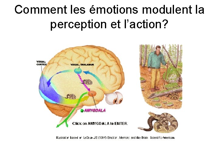 Comment les émotions modulent la perception et l’action? 
