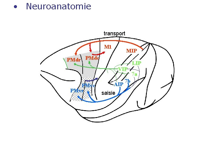  • Neuroanatomie transport M 1 MIP PMdr PMdc VIP PMvc PMvr AIP saisie