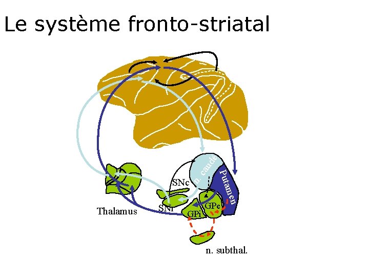 n. SNc SNr GPi GPe men Thalamus Puta ca ud é Le système fronto-striatal