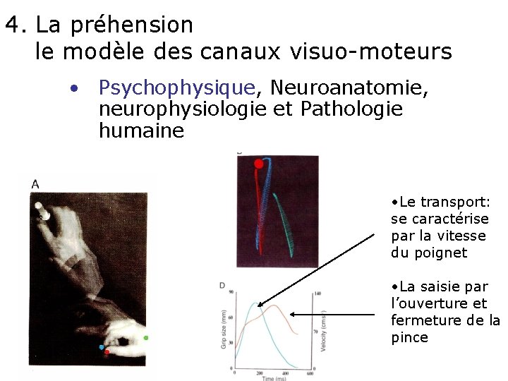 4. La préhension le modèle des canaux visuo-moteurs • Psychophysique, Neuroanatomie, neurophysiologie et Pathologie