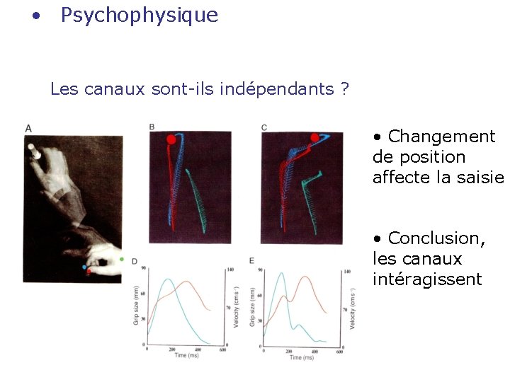  • Psychophysique Les canaux sont-ils indépendants ? • Changement de position affecte la