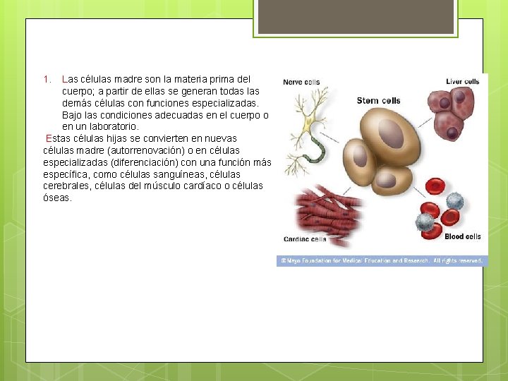 1. Las células madre son la materia prima del cuerpo; a partir de ellas