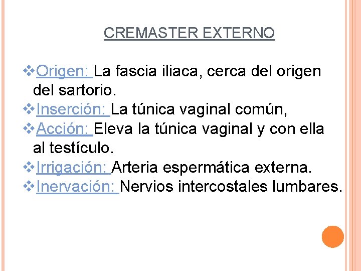 CREMASTER EXTERNO v. Origen: La fascia iliaca, cerca del origen del sartorio. v. Inserción: