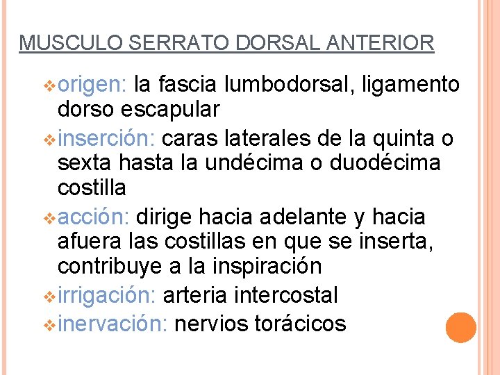 MUSCULO SERRATO DORSAL ANTERIOR vorigen: la fascia lumbodorsal, ligamento dorso escapular vinserción: caras laterales