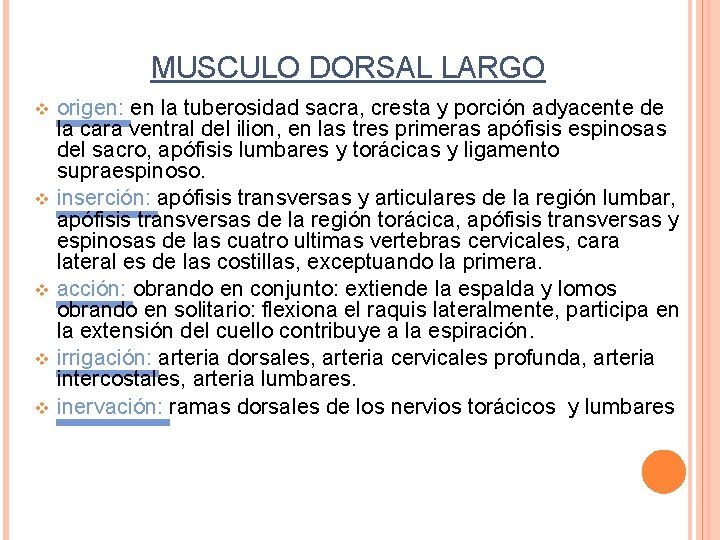MUSCULO DORSAL LARGO v v v origen: en la tuberosidad sacra, cresta y porción