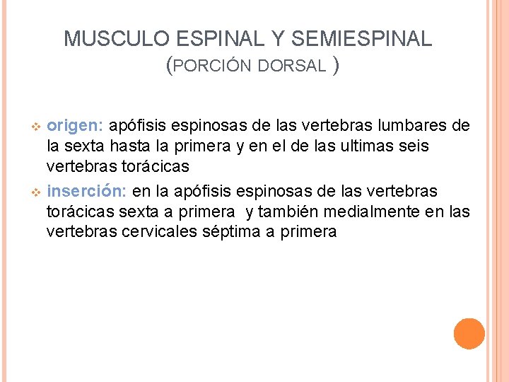 MUSCULO ESPINAL Y SEMIESPINAL (PORCIÓN DORSAL ) origen: apófisis espinosas de las vertebras lumbares