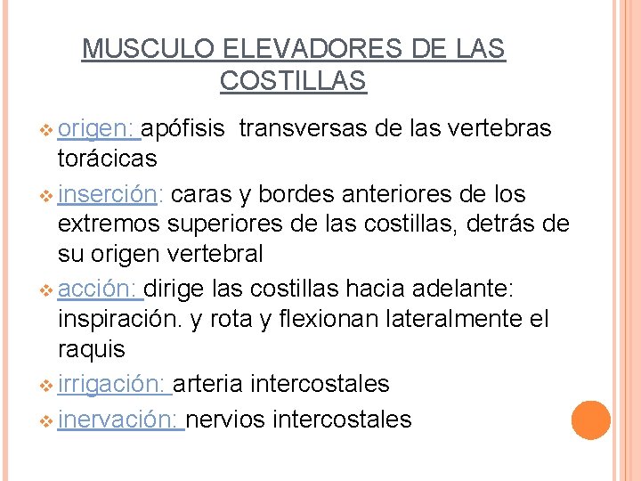 MUSCULO ELEVADORES DE LAS COSTILLAS v origen: apófisis transversas de las vertebras torácicas v