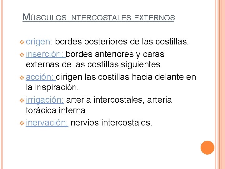 MÚSCULOS INTERCOSTALES EXTERNOS v origen: bordes posteriores de las costillas. v inserción: bordes anteriores