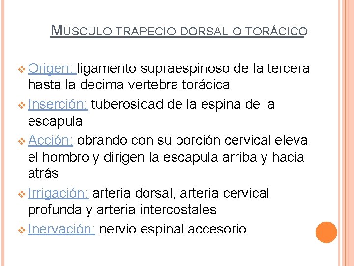 MUSCULO TRAPECIO DORSAL O TORÁCICO v Origen: ligamento supraespinoso de la tercera hasta la