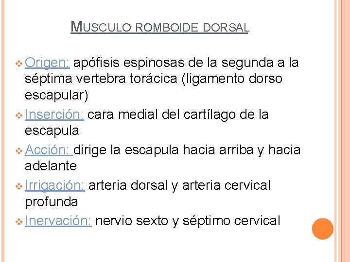MUSCULO ROMBOIDE DORSAL v Origen: apófisis espinosas de la segunda a la séptima vertebra