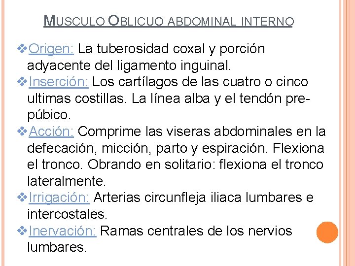 MUSCULO OBLICUO ABDOMINAL INTERNO v. Origen: La tuberosidad coxal y porción adyacente del ligamento