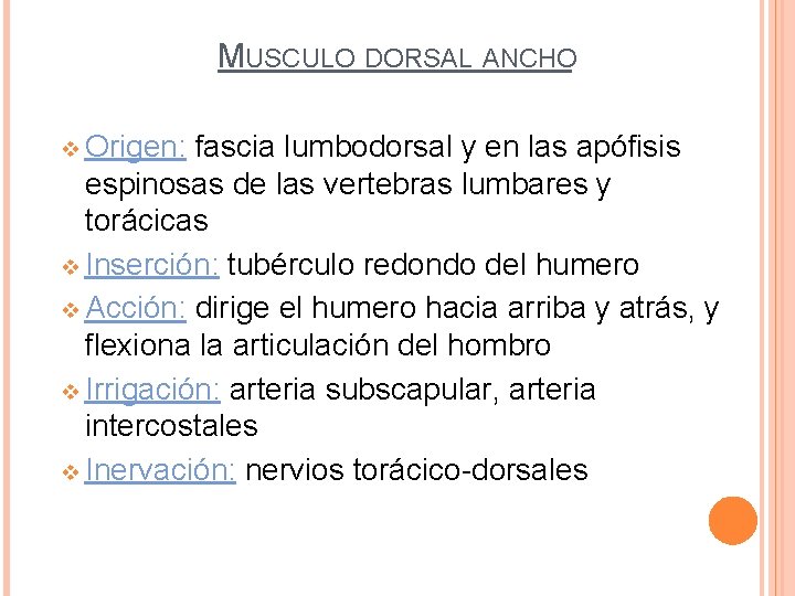 MUSCULO DORSAL ANCHO v Origen: fascia lumbodorsal y en las apófisis espinosas de las