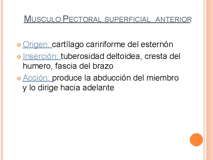 MUSCULO PECTORAL SUPERFICIAL v Origen: ANTERIOR cartílago caririforme del esternón v Inserción: tuberosidad deltoidea,