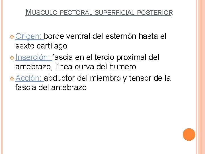 MUSCULO PECTORAL SUPERFICIAL POSTERIOR v Origen: borde ventral del esternón hasta el sexto cartílago