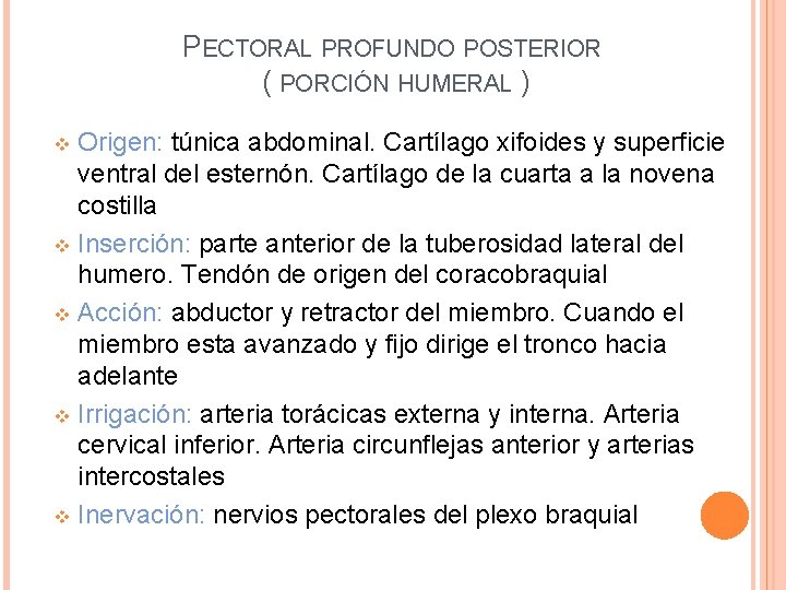 PECTORAL PROFUNDO POSTERIOR ( PORCIÓN HUMERAL ) Origen: túnica abdominal. Cartílago xifoides y superficie