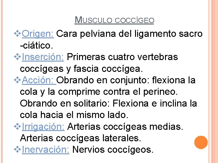 MUSCULO COCCÍGEO v. Origen: Cara pelviana del ligamento sacro -ciático. v. Inserción: Primeras cuatro