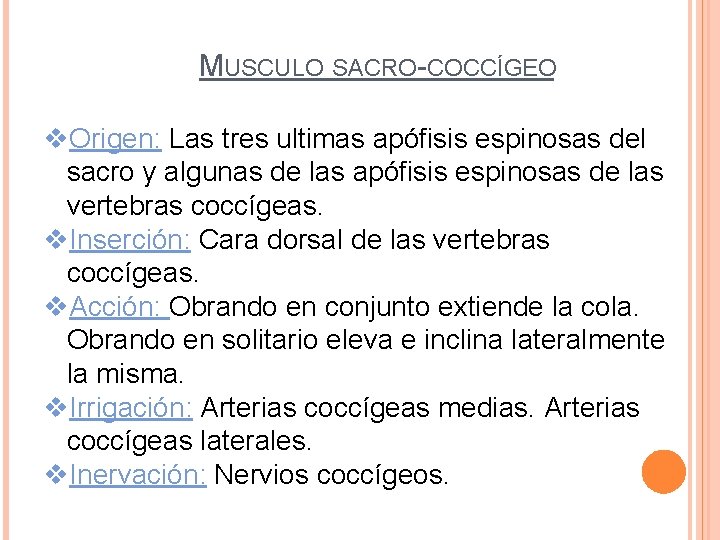 MUSCULO SACRO-COCCÍGEO v. Origen: Las tres ultimas apófisis espinosas del sacro y algunas de