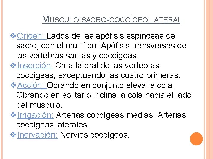 MUSCULO SACRO-COCCÍGEO LATERAL v. Origen: Lados de las apófisis espinosas del sacro, con el