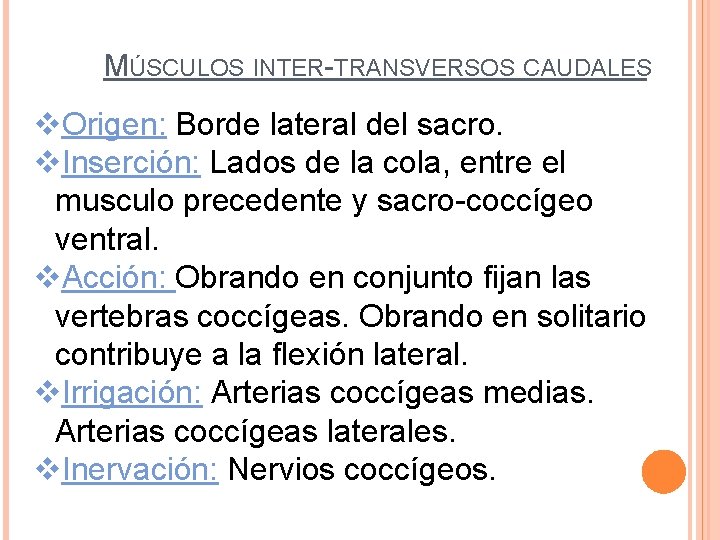 MÚSCULOS INTER-TRANSVERSOS CAUDALES v. Origen: Borde lateral del sacro. v. Inserción: Lados de la