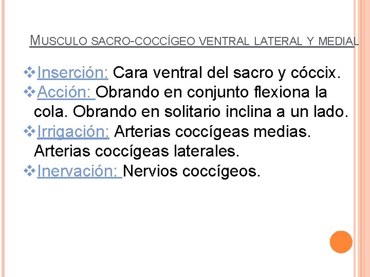 MUSCULO SACRO-COCCÍGEO VENTRAL LATERAL Y MEDIAL v. Inserción: Cara ventral del sacro y cóccix.