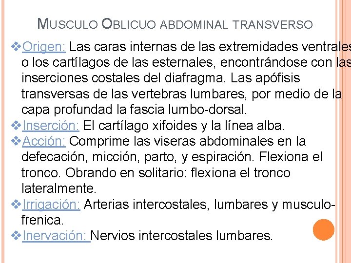 MUSCULO OBLICUO ABDOMINAL TRANSVERSO v. Origen: Las caras internas de las extremidades ventrales o
