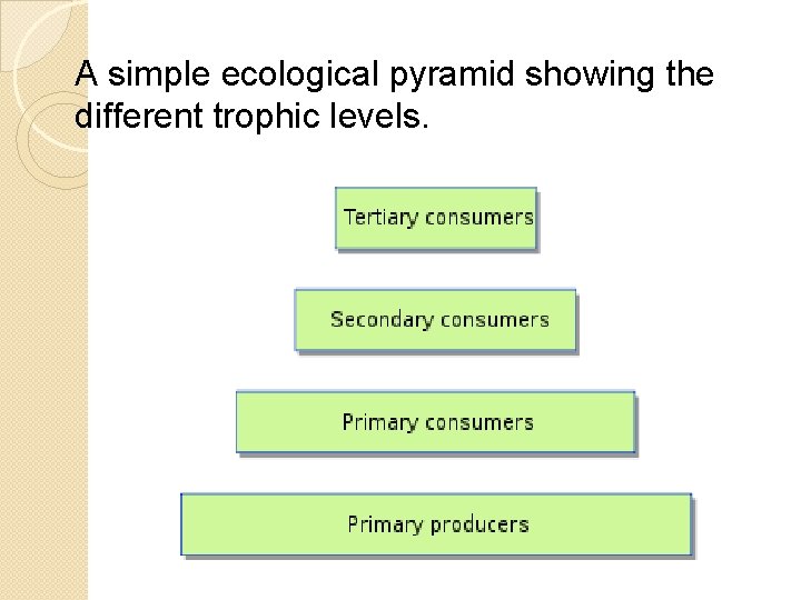 A simple ecological pyramid showing the different trophic levels. 