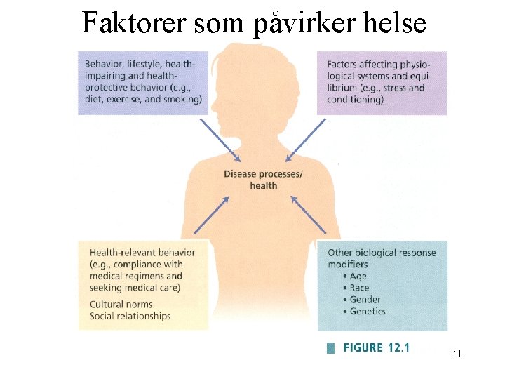 Faktorer som påvirker helse 11 