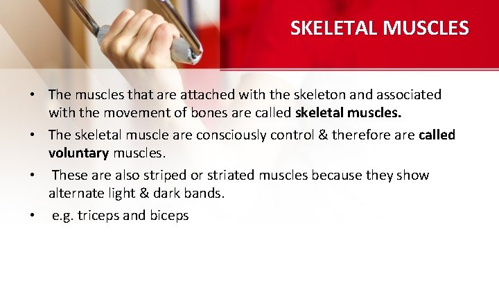 SKELETAL MUSCLES • The muscles that are attached with the skeleton and associated with