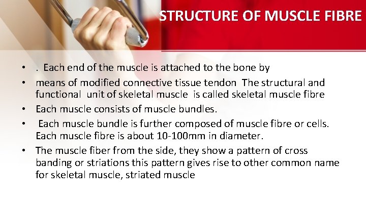 STRUCTURE OF MUSCLE FIBRE • . Each end of the muscle is attached to STRUCTURE OF MUSCLE FIBRE • . Each end of the muscle is attached to