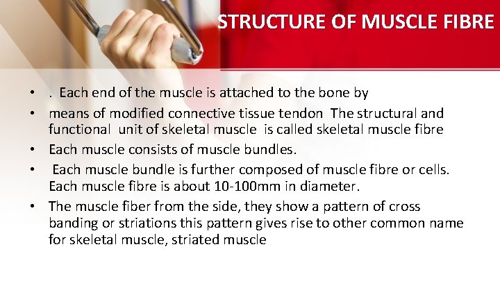 STRUCTURE OF MUSCLE FIBRE • . Each end of the muscle is attached to