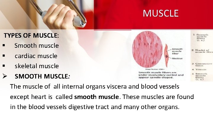 MUSCLE TYPES OF MUSCLE: § Smooth muscle § cardiac muscle § skeletal muscle Ø