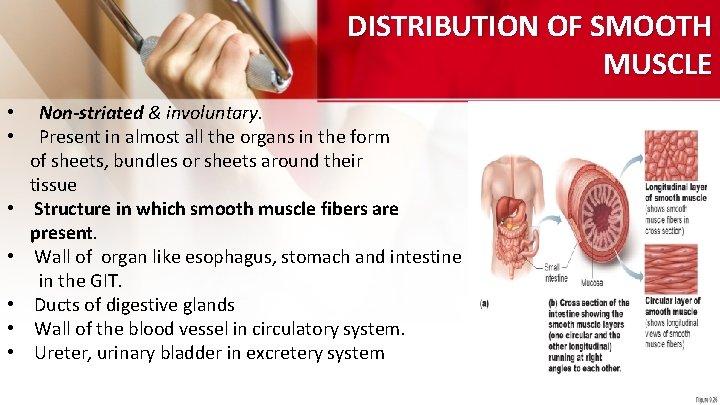 DISTRIBUTION OF SMOOTH MUSCLE • • Non-striated & involuntary. Present in almost all the