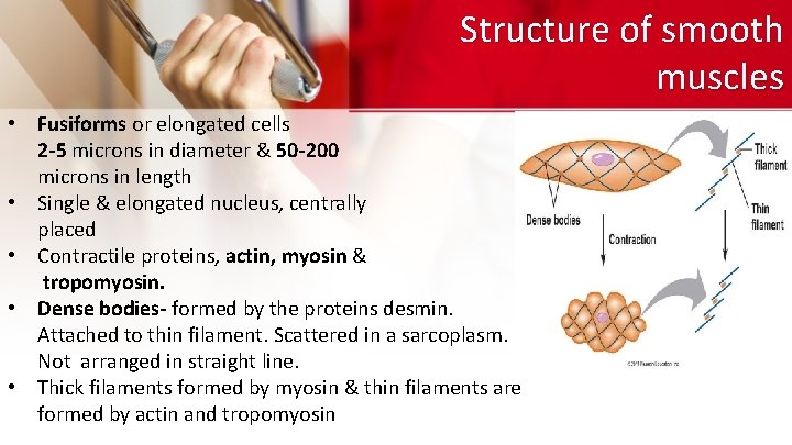 Structure of smooth muscles • Fusiforms or elongated cells 2 -5 microns in diameter